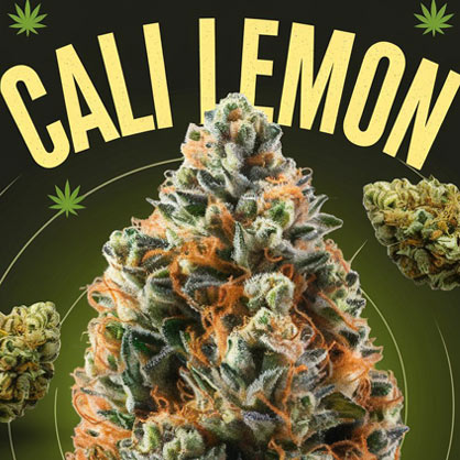 Cali lemon