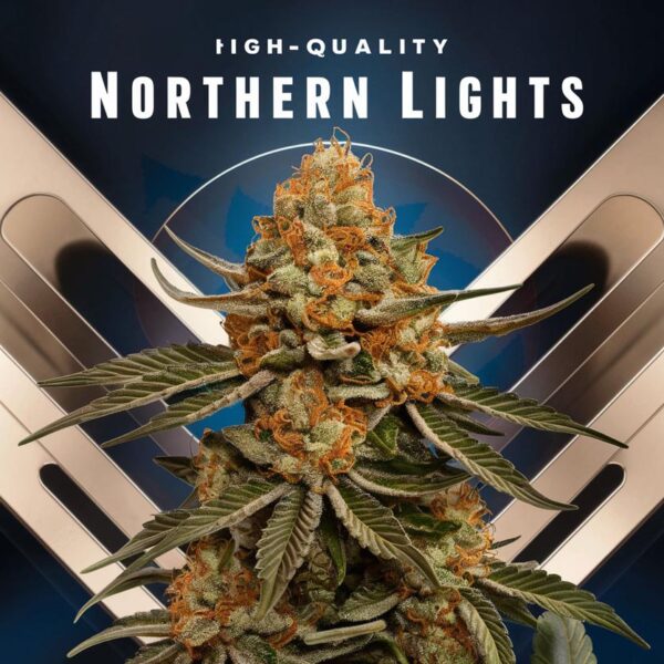 Northern Light